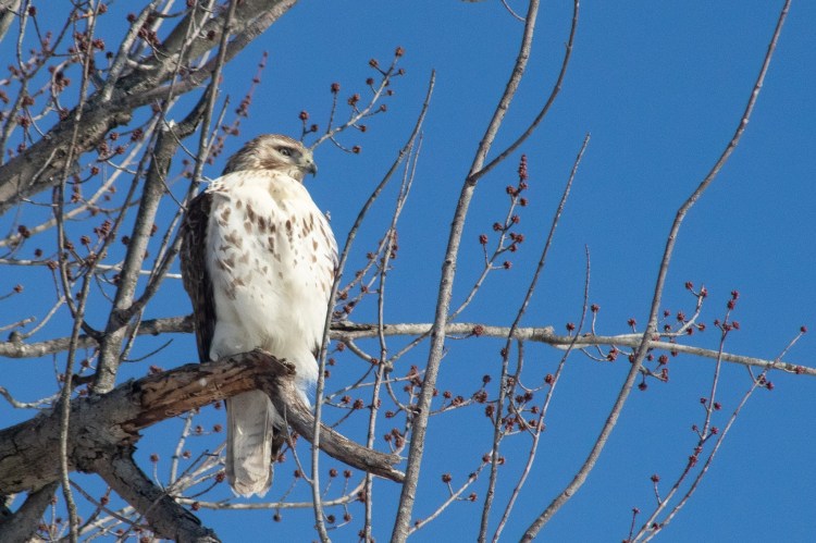Juvenile red-tailed hawk in tree