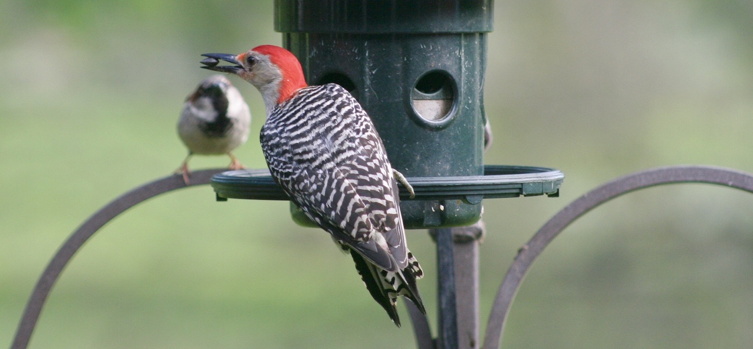 Red-bellied woodpecker at feeder