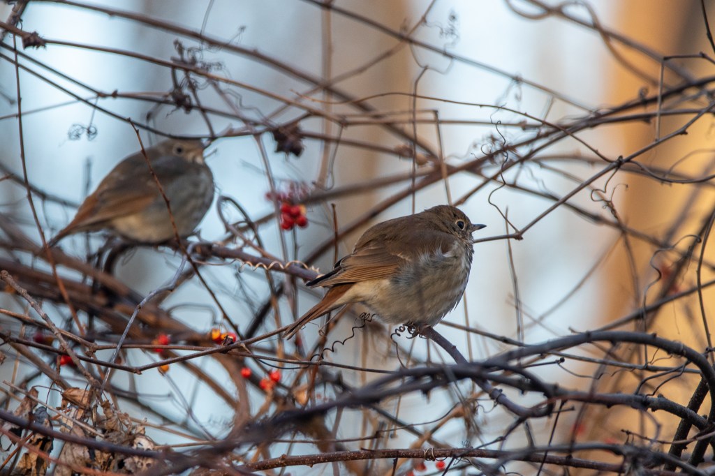 Two hermit thrushes hunker down in tree branches on a cold morning.