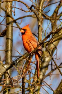 Male Northern cardinal in a tree.