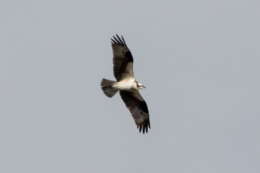 An osprey in flight