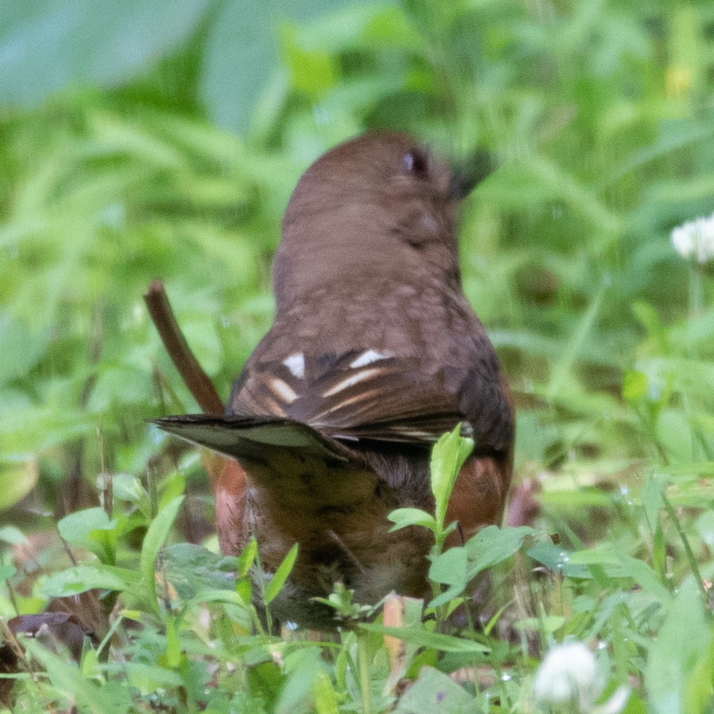 Female Eastern towhee on the ground, facing away from the camera.
