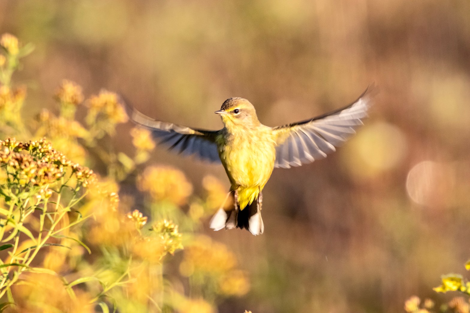 Palm warber with wings extended flies near bushes.