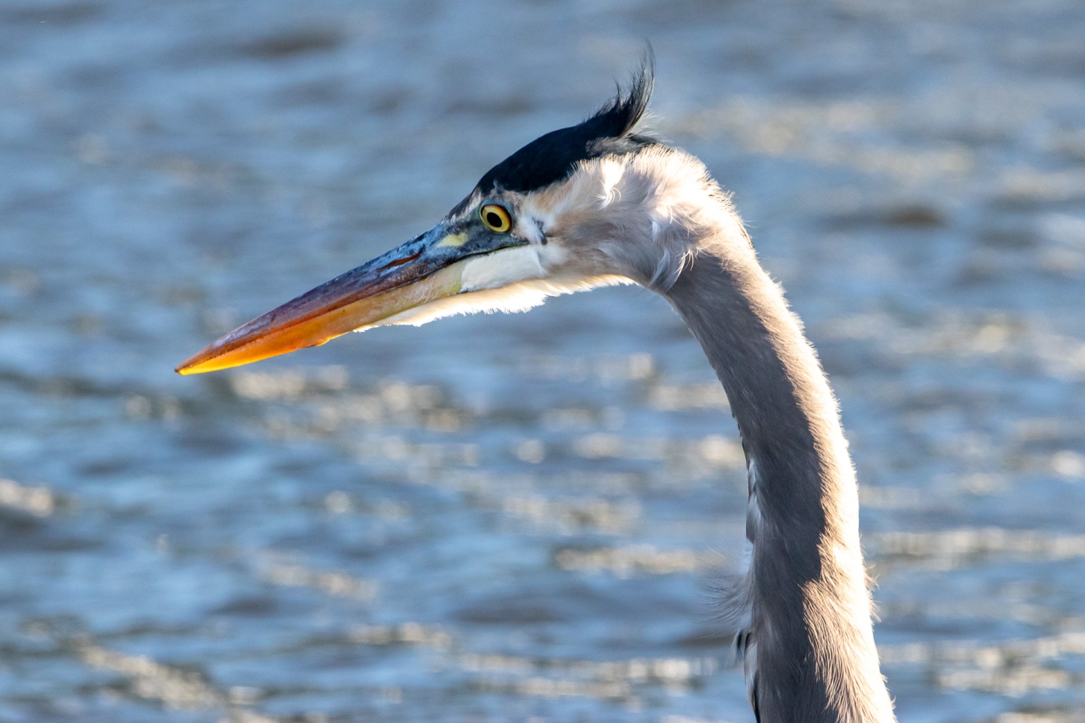 Close-up of head of great blue heron