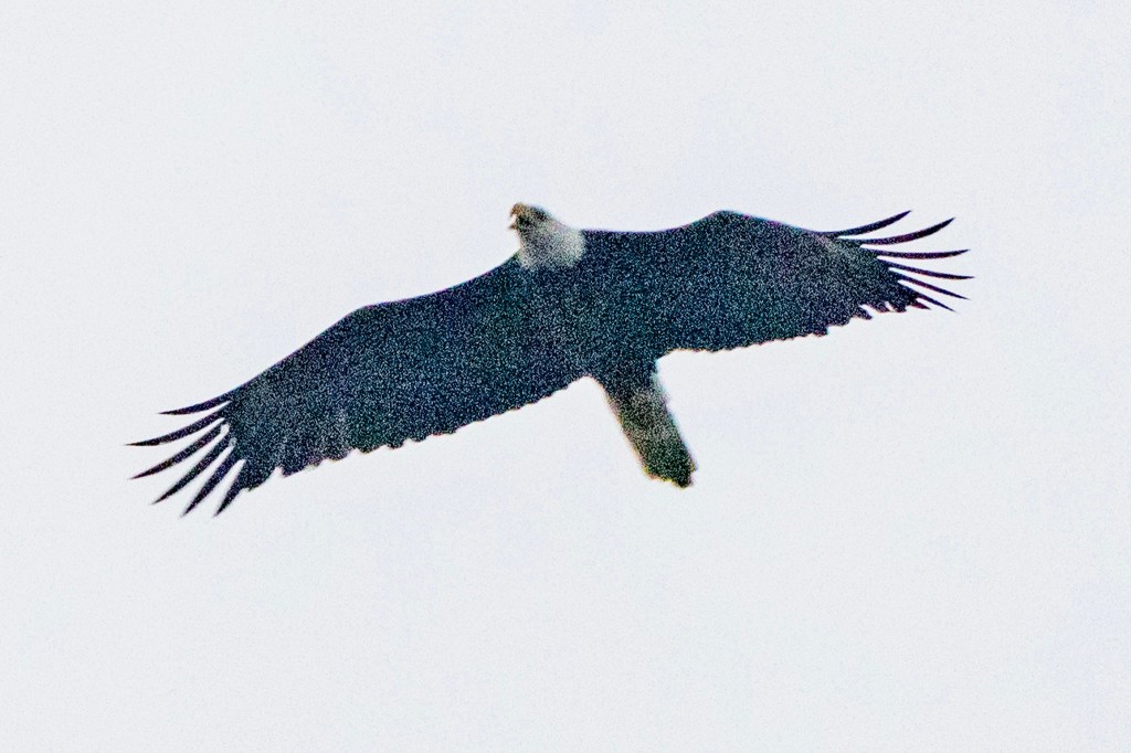 Bald eagle soaring.
