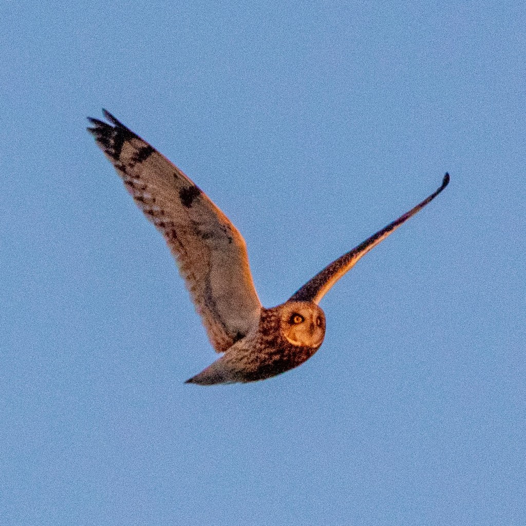 A short-eared owl, flying with wings spread in a "V."
