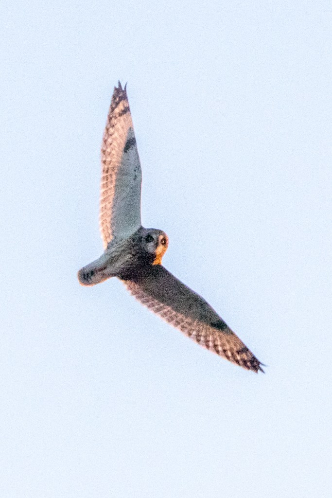 A short-eared owl flying.