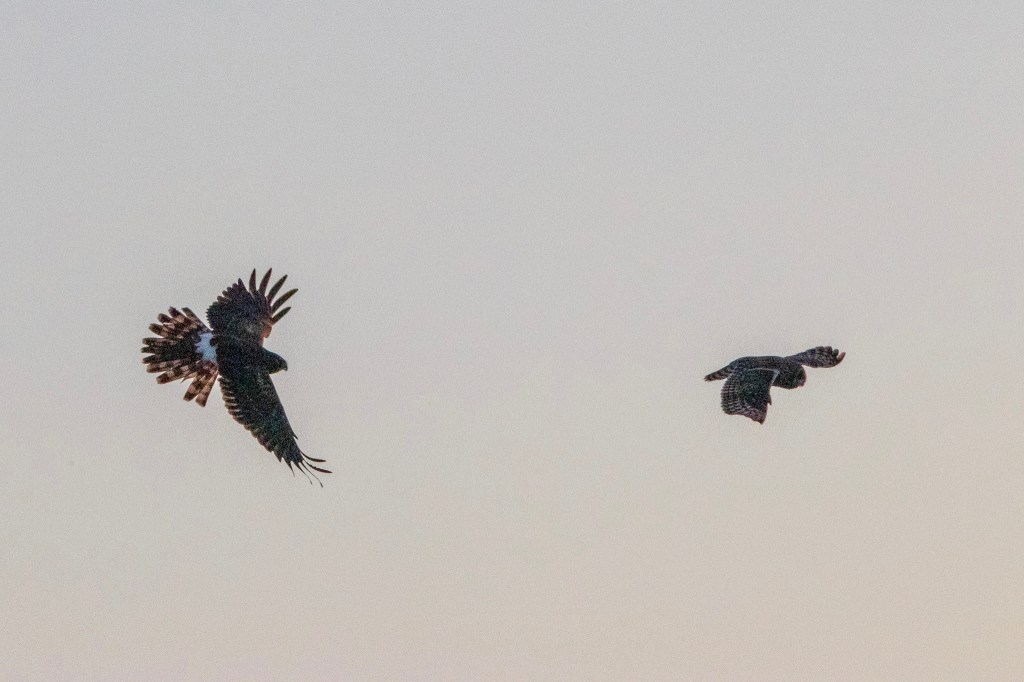 A Northern harrier pursues a short-eared owl.
