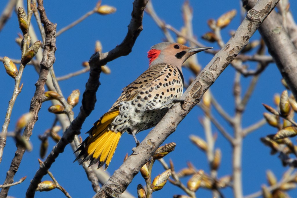 A yellow-shafted Northern flicker perches on a tree branch.