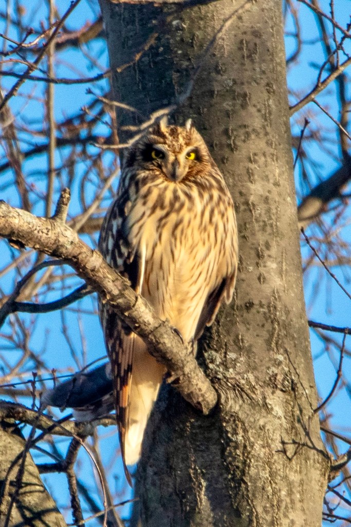 Short-eared owl perched on tree branch.