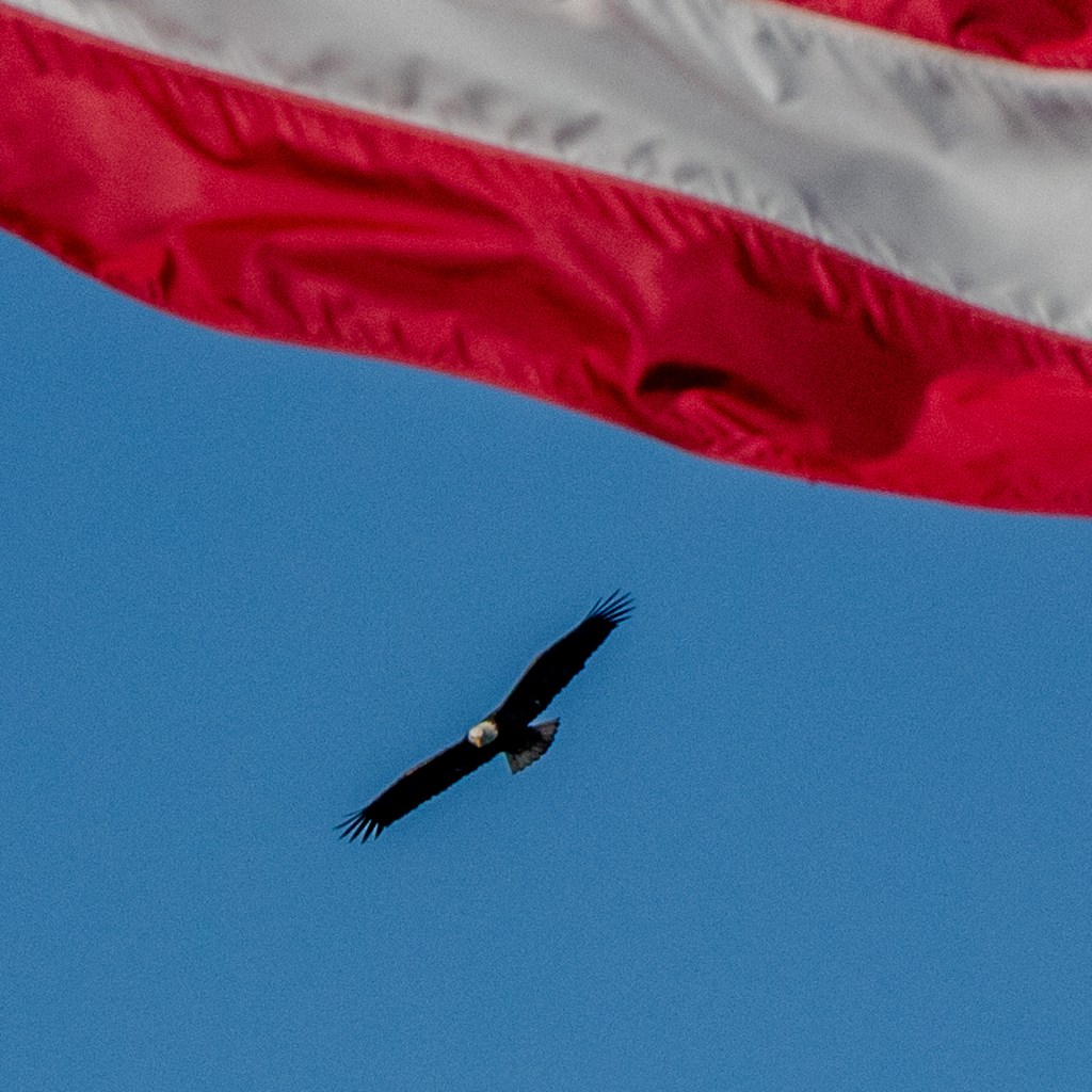 Bald eagle soaring behind and below a portion of an American flag.
