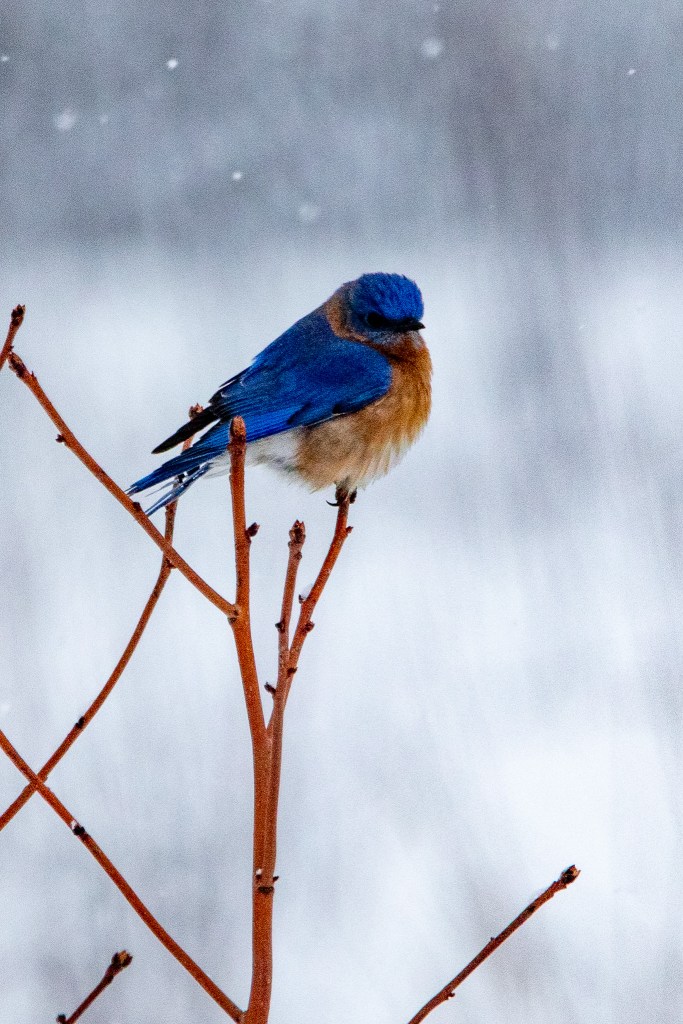 Eastern bluebird on small tree, with snow falling.