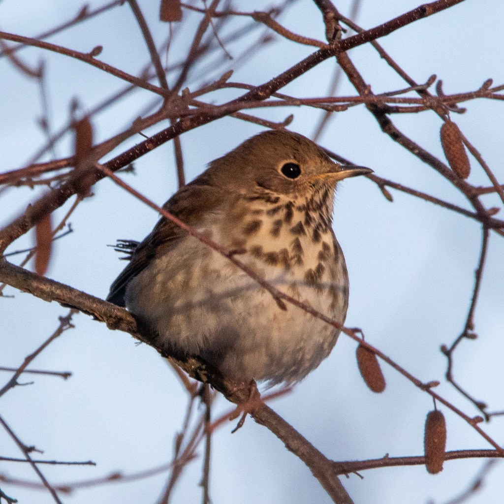 Hermit thrush on a tree branch.
