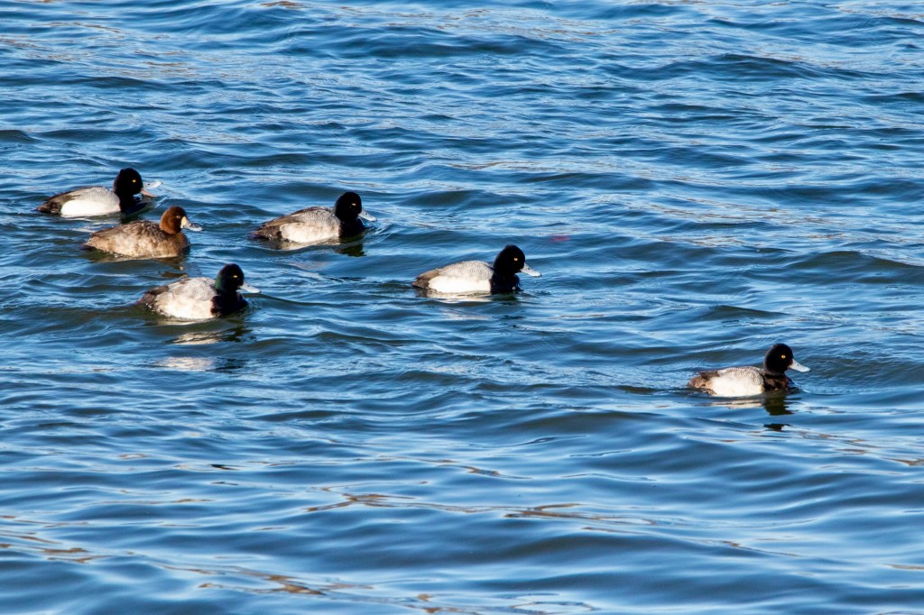 Five male and one female lesser scaups floating in the Delaware River.