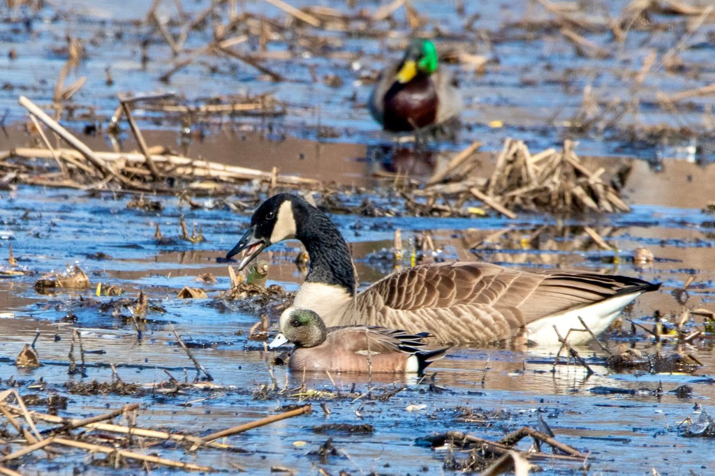An American wigeon in front of a Canada goose, with a mallard in the background, all at a marsh.