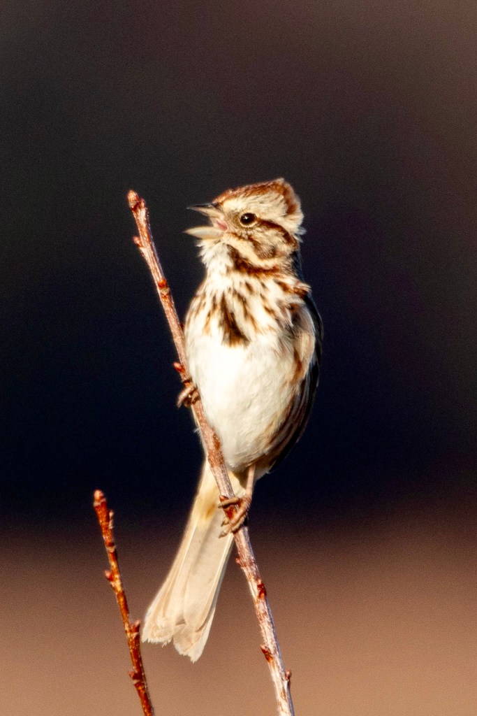 A song sparrow sings from a branch.