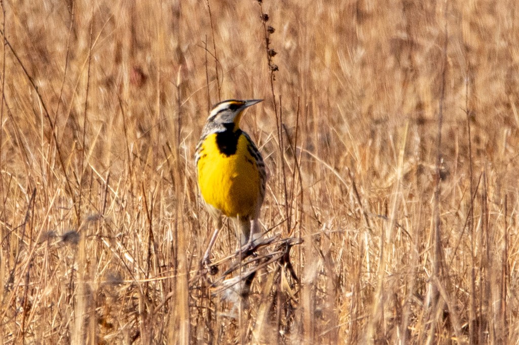 An Eastern meadowlark looking to the side in a field.