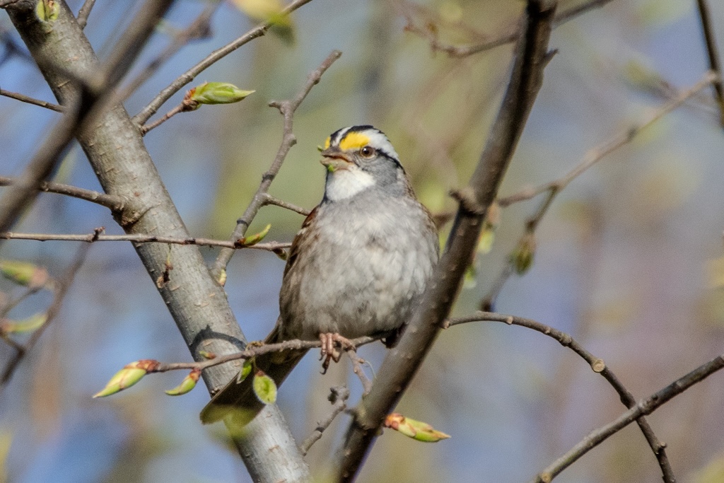 White-throated sparrow on a tree.