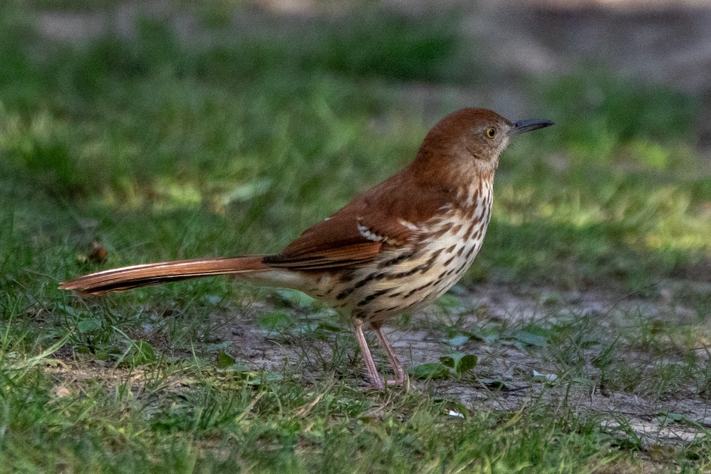 Brown thrasher standing on the ground.