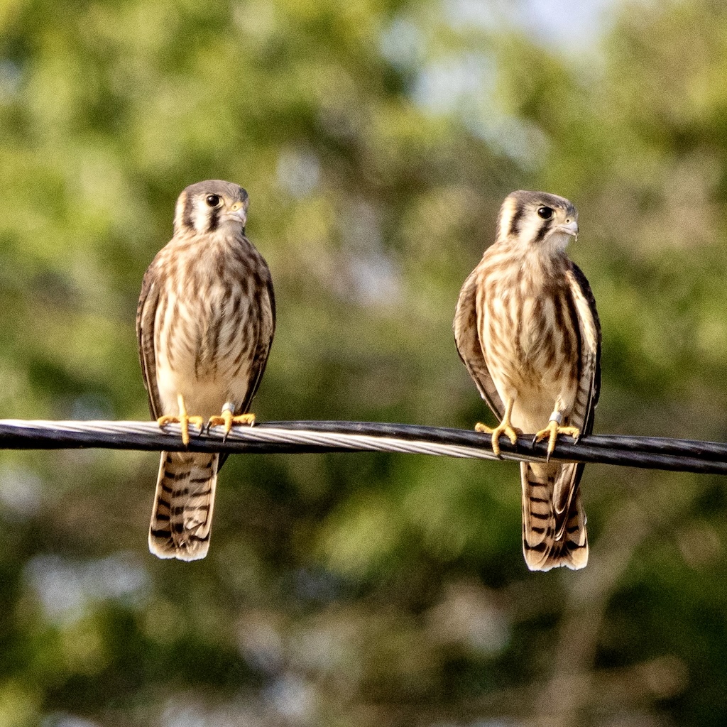 Two American kestrels perched side by side on a cable.