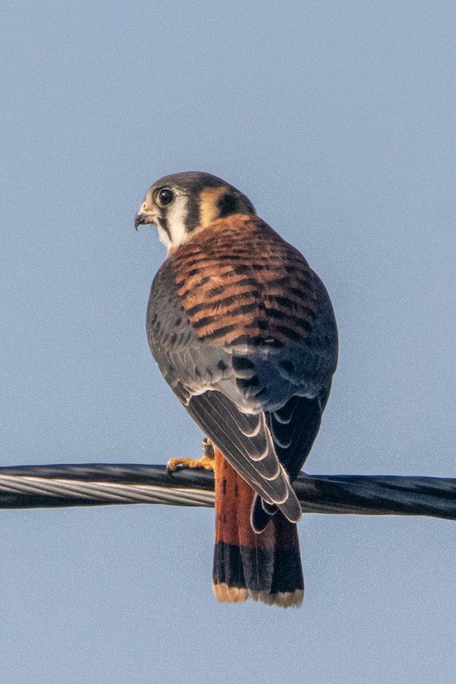A kestrel, back to the camera, looks to its left.
