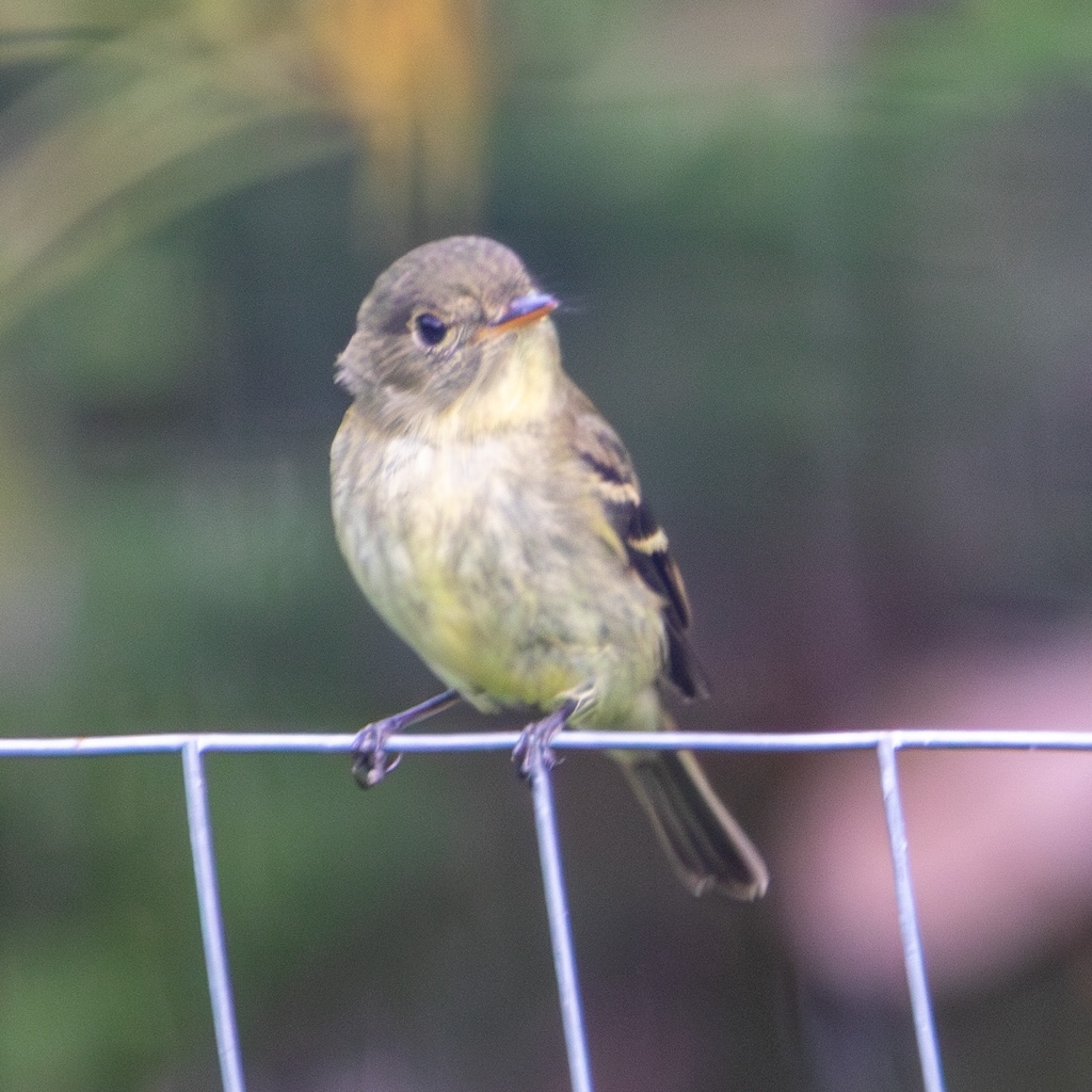 Yellow-bellied flycatcher sitting on fence.