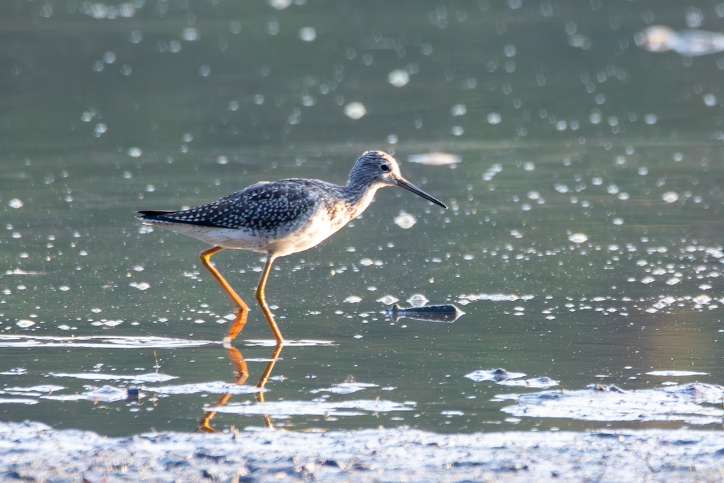 Greater yellowlegs walking in shallow water.
