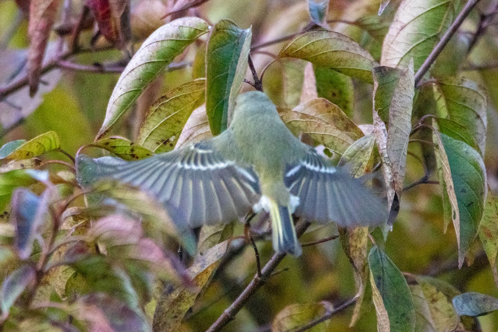 Ruby-crowned kinglet flying into a tree, it's back turned to the photographer.