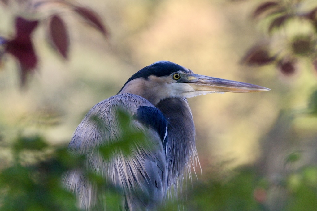 Great blue heron in profile, framed by tree leaves.