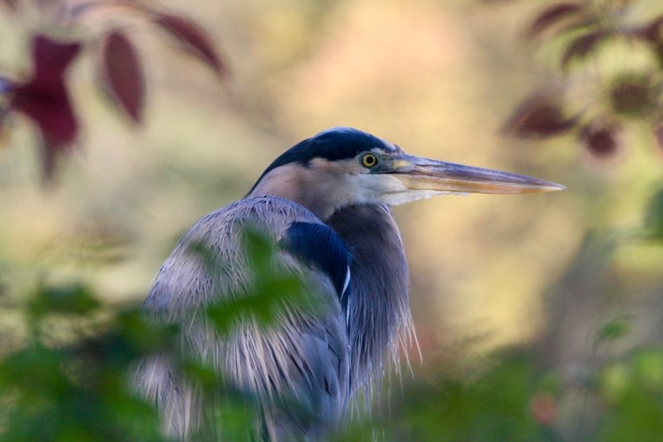 Great blue heron in profile, surrounded by leaves from tree branches.
