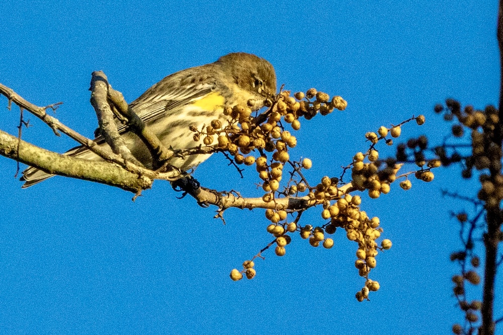 Yellow-rumped warbler poking its beak into a cluster of berries on a tree branch.