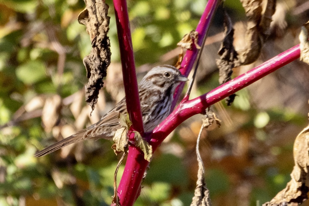 Song sparrow perched a mid the red branches of a chokeberry bush.