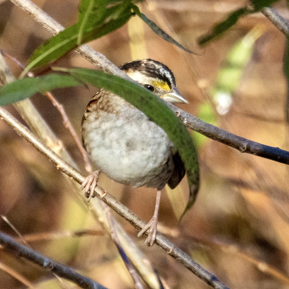 White-throated sparrow perched on a branch, partially obscured by a branch and a green leaf.