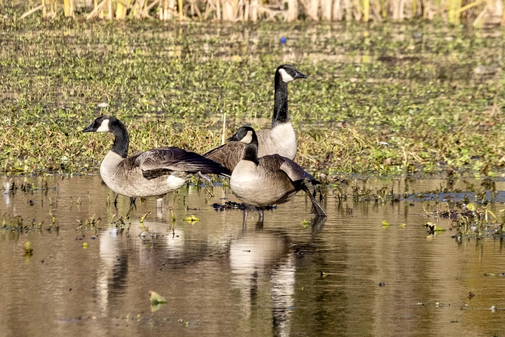 Three Canada geese standing in shallow water.