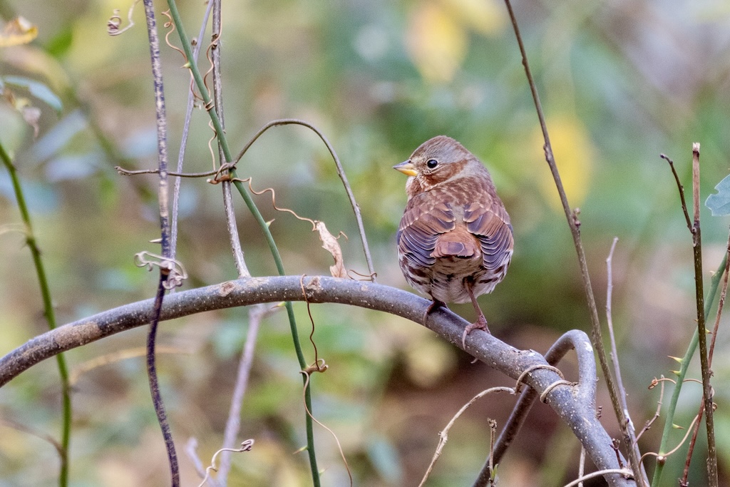 Fox sparrow perched on a curved tree branch.