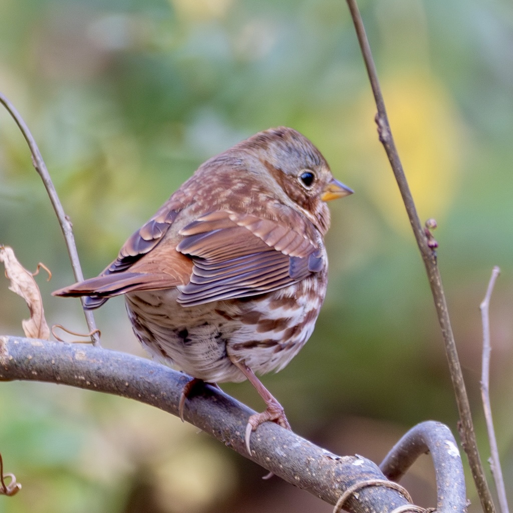 Side view of fox sparrow showing streaking on its breast.