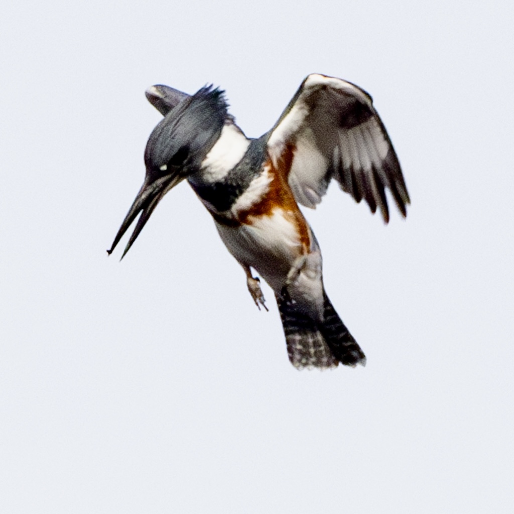 belted kingfisher ready to strike.