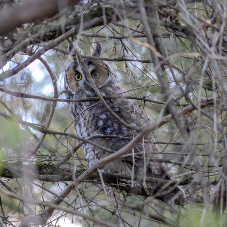 Long-eared owl partially obscured by small tree branches.