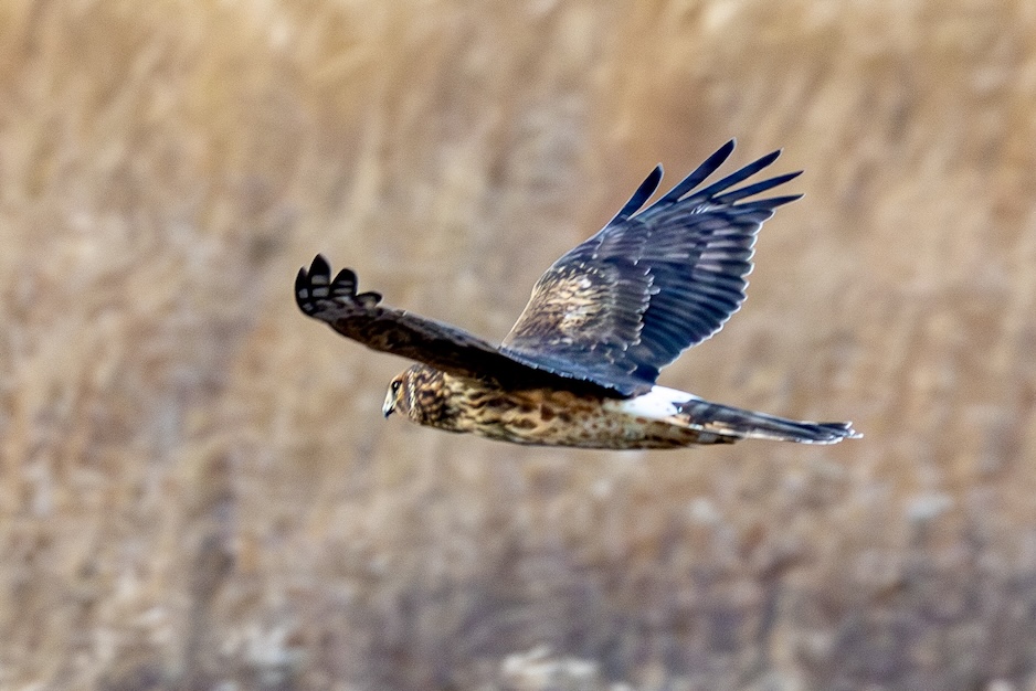 Humor and humility: Birding brings both – The Jersey Birder
