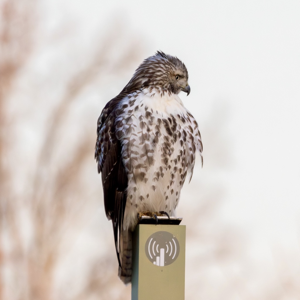 A red-tailed hawk sits atop a sign post, looking slightly away from the photogrpaher.