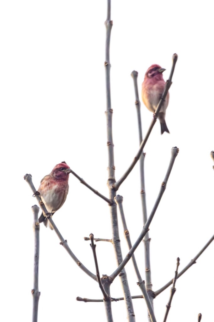Two purple finches cling to bare branches at the top of a tree. 