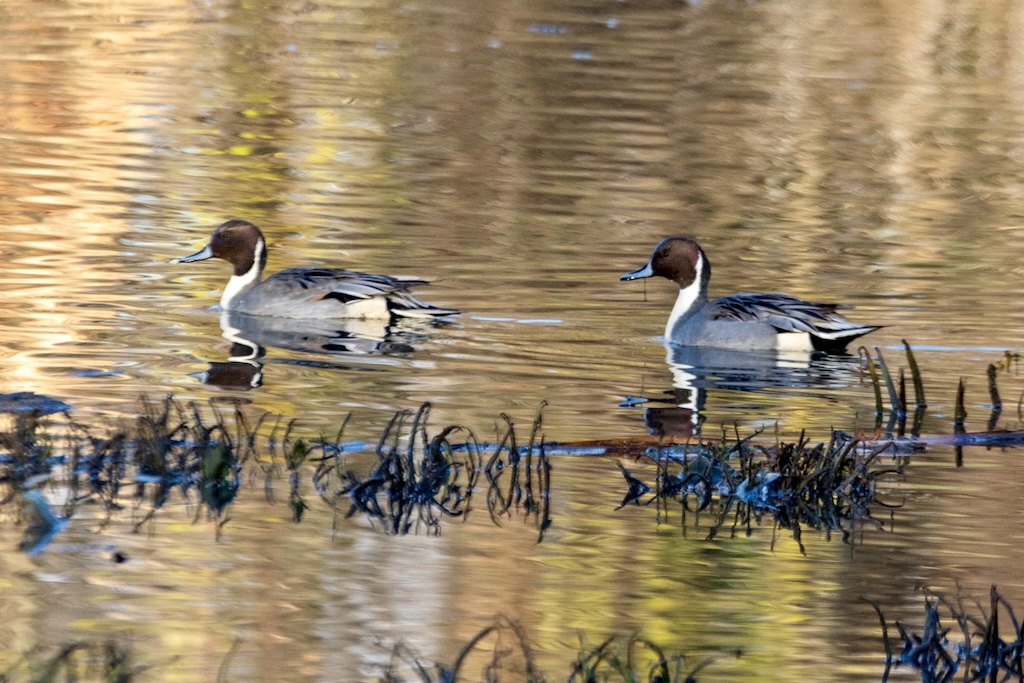 Two Northern pintails swim along the edge of some grasses poking out of the marsh.