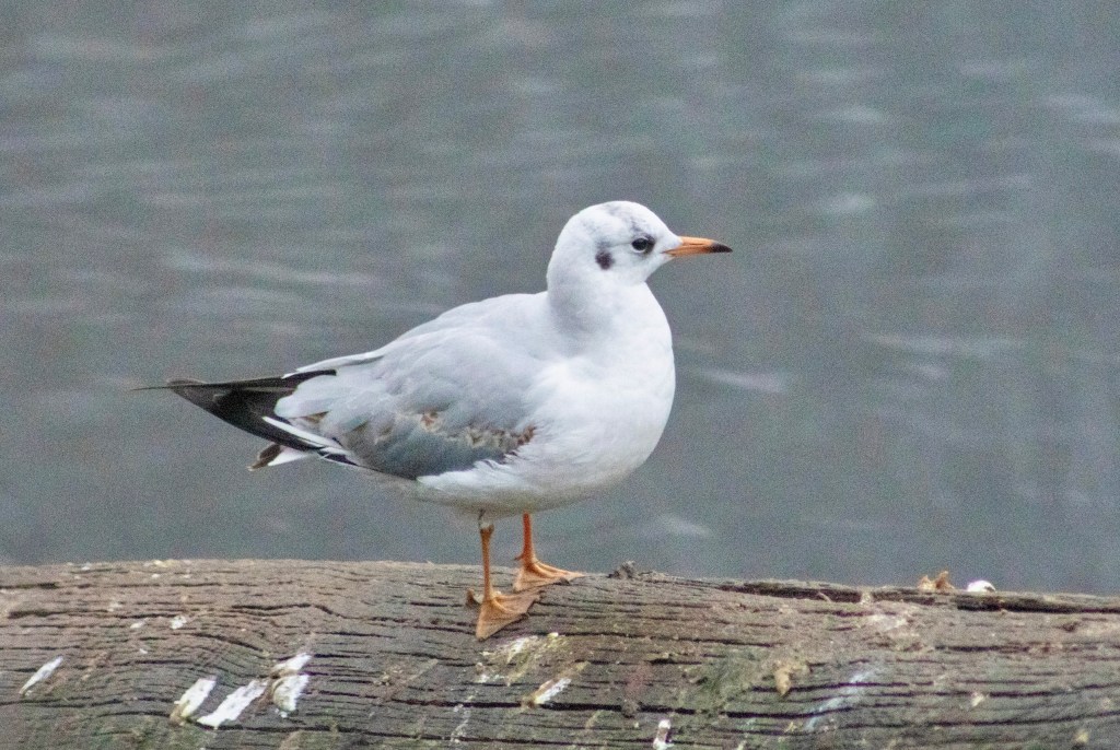 Black-headed gull perched on wood along the river's edge.