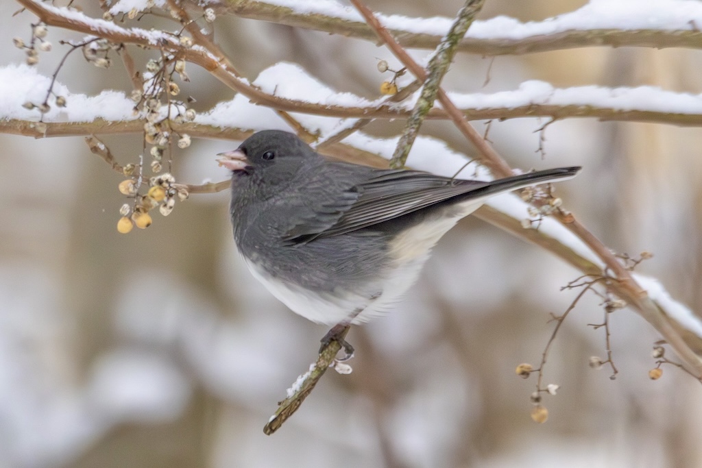 Dark-eyed junco looking at yellow berries from a tree branch.