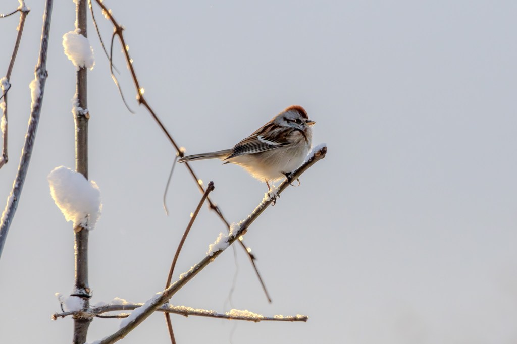 An American tree sparrow sits on a tree branch, backlit by the sun.