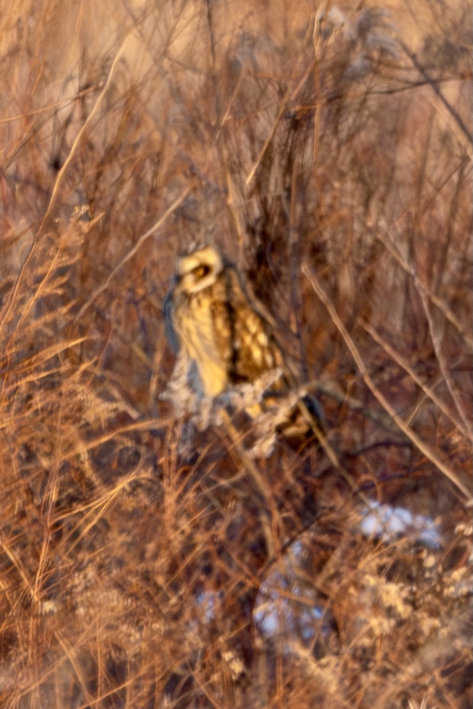 Owl sitting at the base of a tree.