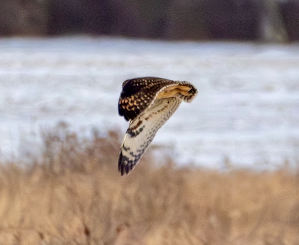 Owl turning in flight.