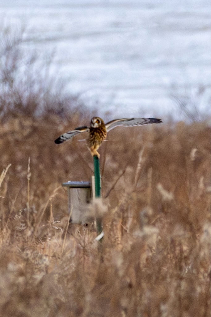 Short-eared owls are flying again at the Pole Farm – The Jersey Birder