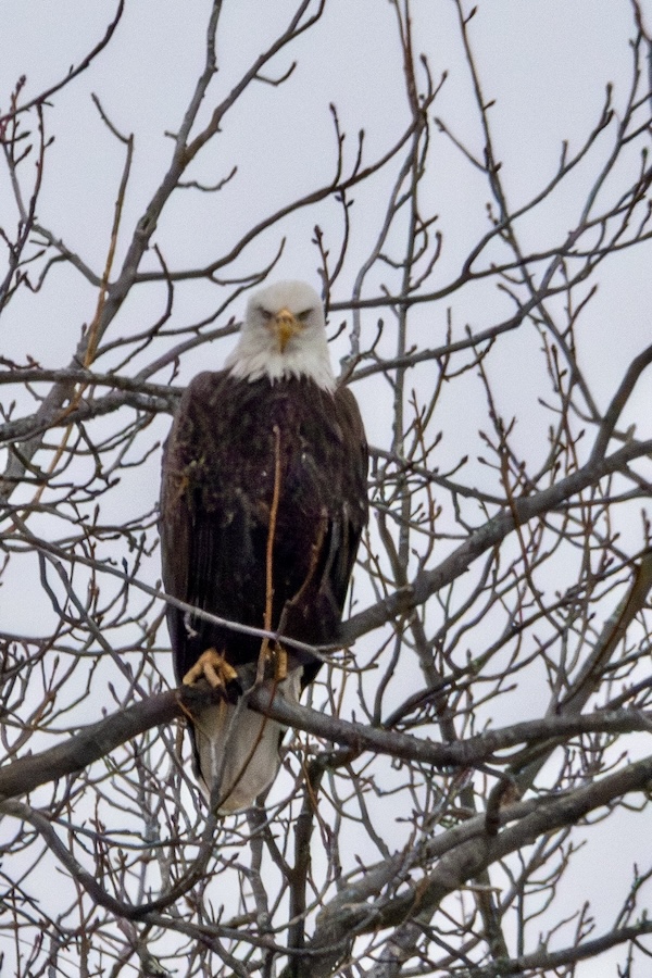 Bald eagle gazing down from a tree branch.