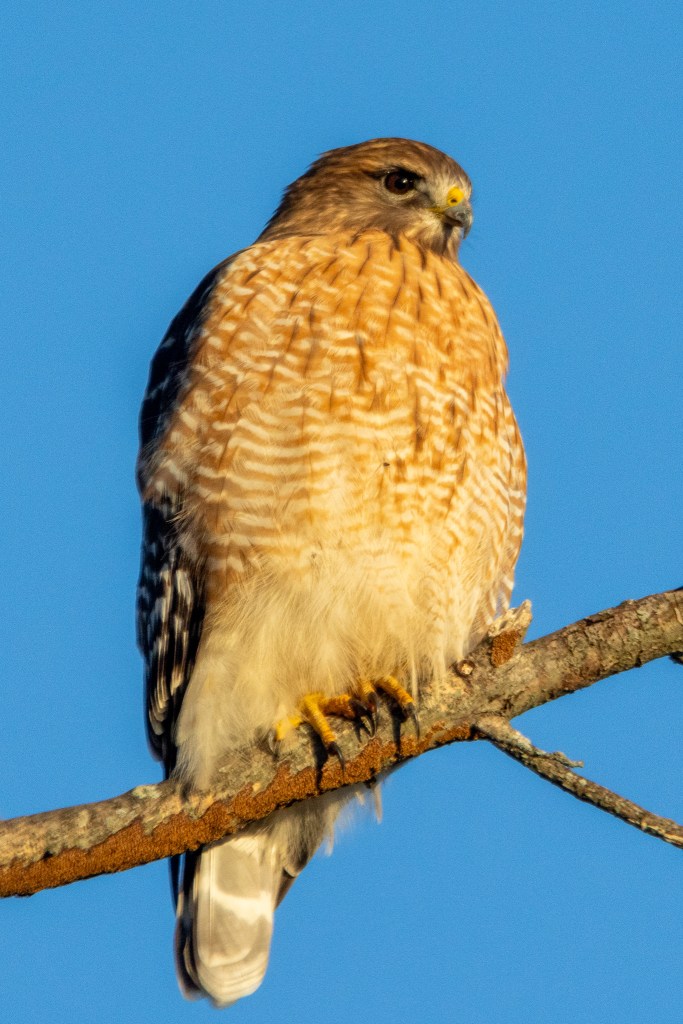 Red-shouldered hawk perched on a tree branch.